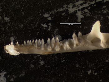 Media type: image;   Herpetology R-140032